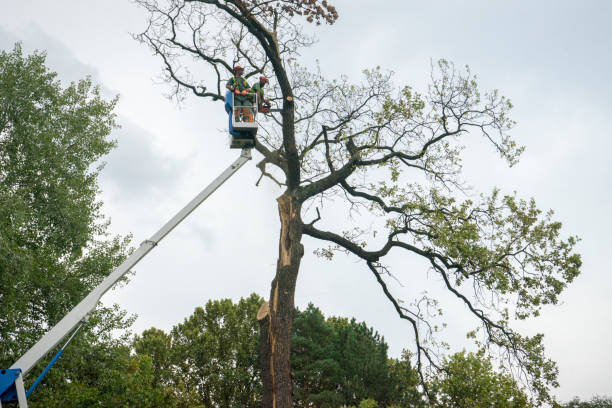 Tree Root Removal in Orosi, CA